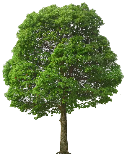 دانلود جدید ترین عکس دوربری شده به شکل png بدون پس زمینه برای فتوشاپ درخت