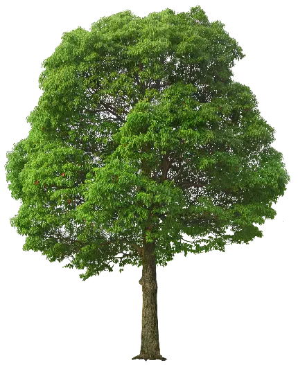 چاپ پوستر دانلود جدید ترین عکس دوربری شده به شکل png بدون پس زمینه برای فتوشاپ درخت