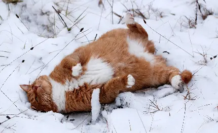 تصویر زمینه گربه بامزه دراز کشیده در برف 
