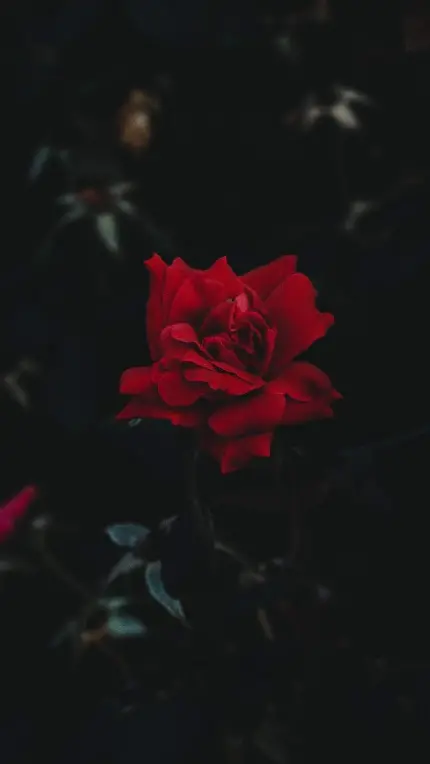 تصویر زمینه گوشی اپل دخترانه گل رز قرمز با کیفیت HD
