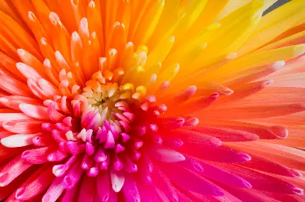 تصویر زمینه ماکرو گل داوودی رنگارنگ با کیفیت فوق العاده