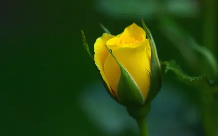 عکس زمینه ساده و شیک از غنچه گل رز زرد رنگ در طبیعت 