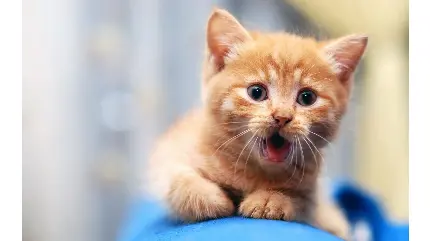 عکس بچه گربه ناز و ترسیده با رنگ شکلاتی زیبا