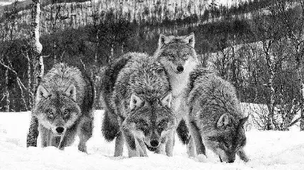 عکس سیاه سفید گرگ های وحشی و ترسناک برای پروفایل 