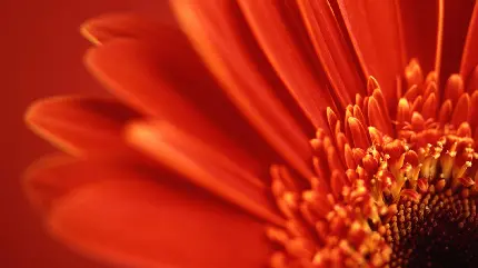 عکس استوک گل با گلبرگ های قرمز با کیفیت HD 