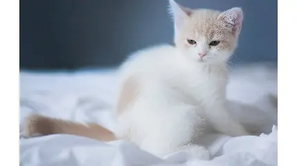 عکس بچه گربه سفید ناز و ملوس و کیوت با چشم های سبز