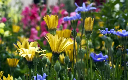 عکس خاص و تماشایی از گل های رنگارنگ در دل طبیعت 