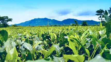 تصویر زمینه جالب توجه از مزرعه سبز چای برای کامپیوتر 