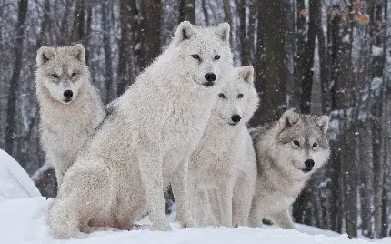 دانلود تصویر جالب از گرگ های سفید و وحشی در سرما