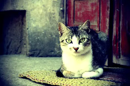 معروف ترین تصویر زمینه گربه ناز و باهوش با کیفیت 8k 