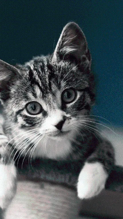 تصویر استوک گربه باهوش برای گوشی