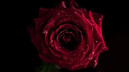 عکس زمینه جذاب گل قرمز شبنم زده با زمینه مشکی برای ویندوز 12