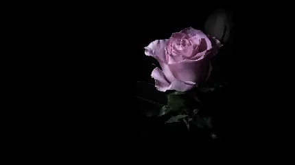 عکس غمگینانە از یک شاخە گل رز بنفش در زمینە مشکی