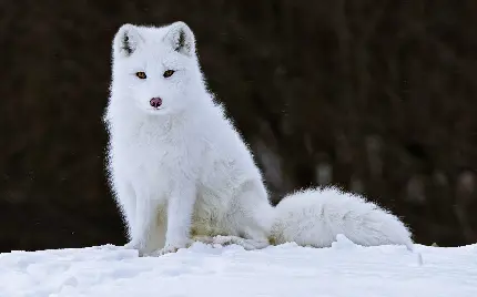 والپیپر با کیفیت عالی از روباه سفید قطبی 