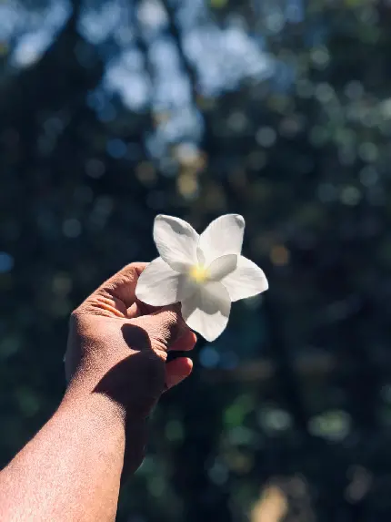 گل سفید زیبا در دست مناسب برای والپیپر