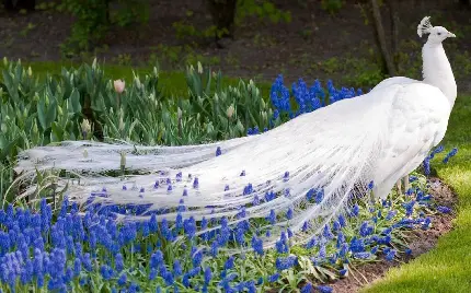 دانلود تصویر استوک و تازه ی طاووس سفید در میان گلهای آبی