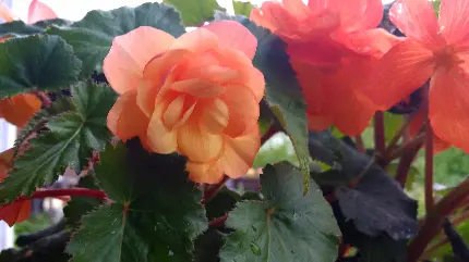 دانلود عکس استوک از گل‌های بگونیا با قطرات باران روی برگهایش