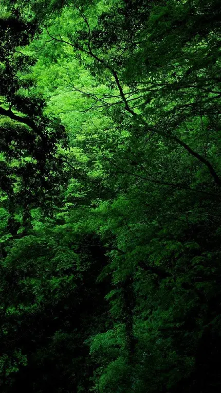 دانلود نمای طبیعت سبز و تاریک جنگل در یک قاب هنری جذاب 