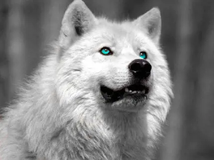 عجیب ترین پس زمینه گرگ سفید با چشمان نافذ و ترسناک