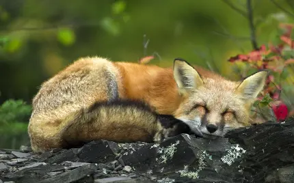 داغ ترین عکس استوک با طرح روباه کوچولوی خوابیده با کیفیت بالا 