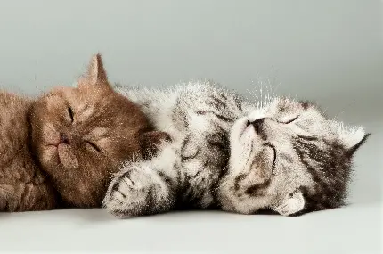 زیبا ترین عکس گربه های خوشگل و خوابالو برای پروفایل