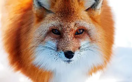 خاص‌ترین تصویر زمینه از روباه با چشمان بسیار زیبا با کیفیت FUII HD