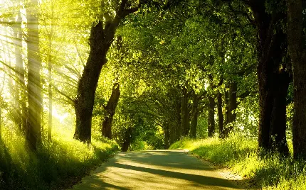 دانلود رایگان عکس استوک جاده جنگلی با تابش دلفریب آفتاب