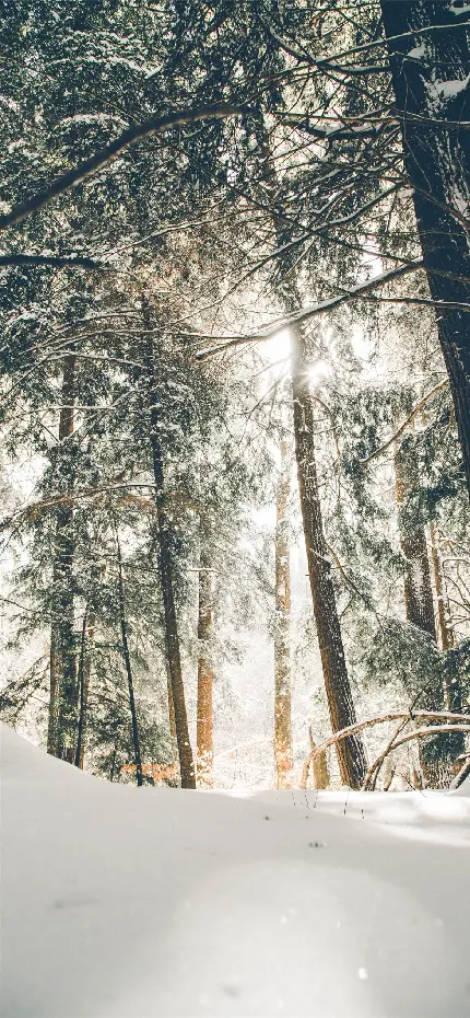 تصویر زمینه جنگل زیبا و رویایی در فصل زمستان پر از برف سفید