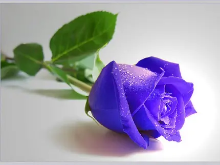 عکس استوک محشر از شاخە گل رز بنفش با قطرات ریز شبنم رویش مناسب تبلت