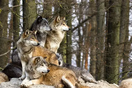 نمای ویژه از گله گرگ های قدرتمند در جنگل بزرگ