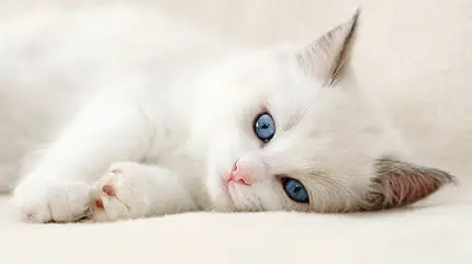 عکس گربه ناز و خوابالو با چشم های آبی برای پروفایل واتساپ