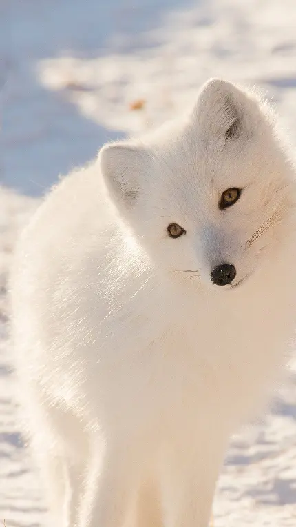 تصویر روباه سفید قطبی زیبا مناسب برای پس زمینه