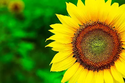 تصویر زمینه حرفه ای گل آفتابگردان ایستاده در برابر خورشید سوزان