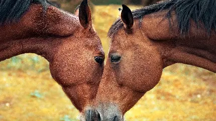 بک گراند عاشقانه از دو اسب قهوه‌ای باشکوه در کنار هم 