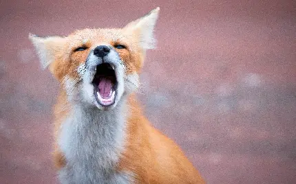 عکس زمینه روباه عصبانی و لاغر در حال زوزه کشیدن
