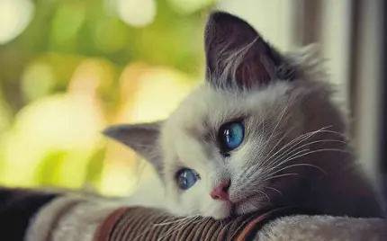دانلود عکس گربه ناز و غمگین برای پروفایل تلگرام  