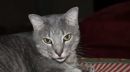 والپیپر گربه جالب با زمینه تاریک برای ویندوز 11