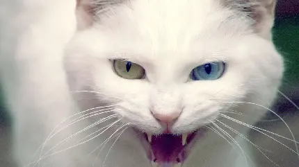 عکس ترسناک از گربه سفید چشم دو رنگ آبی و سبز با کیفیت بالا