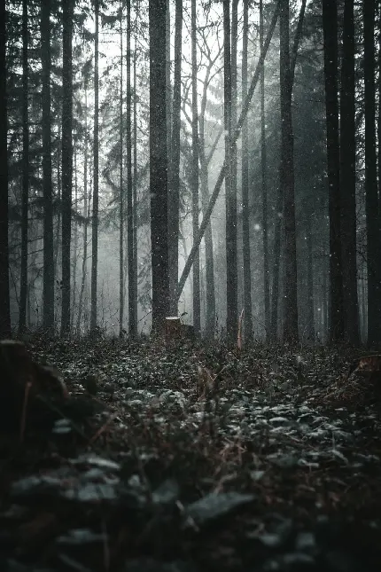 عکس تصویر زمینه جنگل تیره و تاریک برای صفحه گوشی و موبایل
