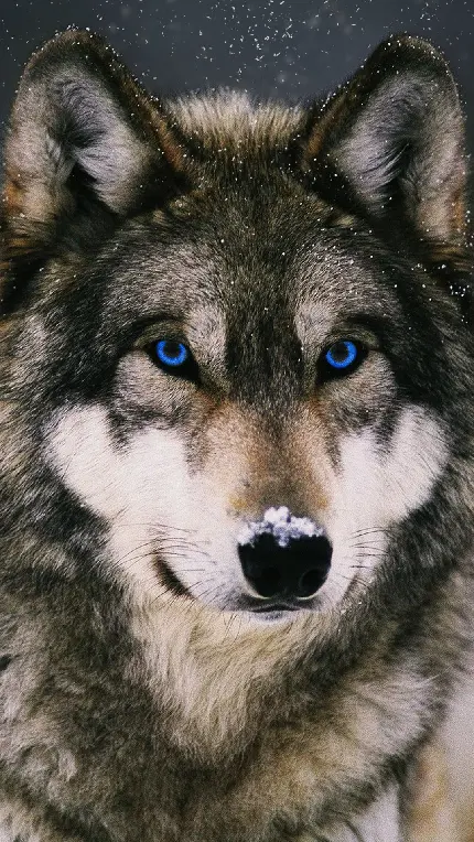 والپیپر شاهکار از گرگ با چشمان نافذ آبی رنگ برای موبایل 