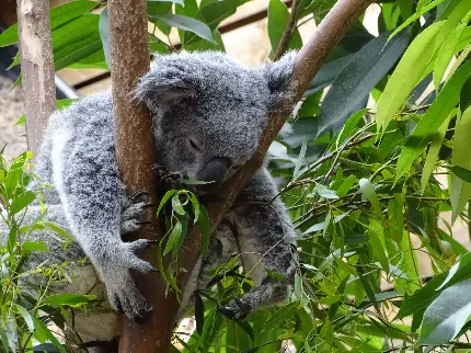 تصویر استوک جالب توجە از لحظە خوابیدن عجیب یک کوالا روی درخت