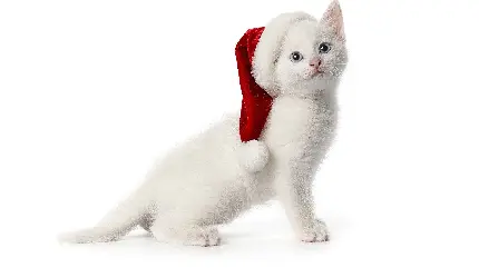 عکس و تصویر استوک گربه سفید با پس زمینه سفید و روشن