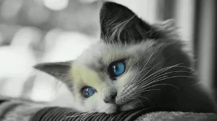 عکس سیاه سفید گربه زیبا با چشم های آبی و صورت معصوم
