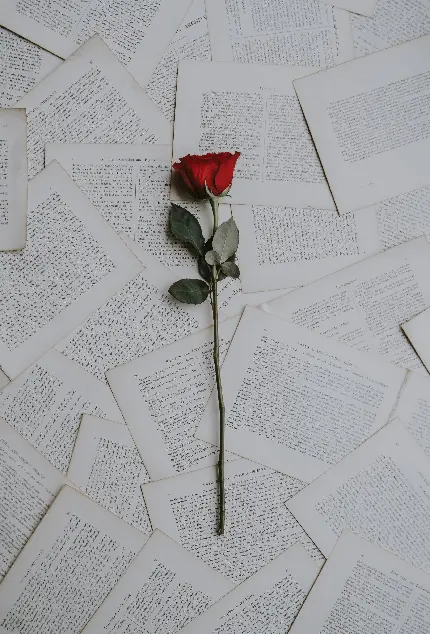 عکس شاخه گل رز برای هدیه عاشقانه و زیبا