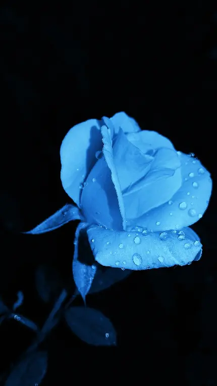تصویر درخشان از رز خوش فرم و زیبای آبی رنگ برای پروفایل