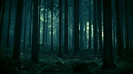 دانلود تصویر زمینه طبیعت جنگل برای کامپیوتر با کیفیت full hd