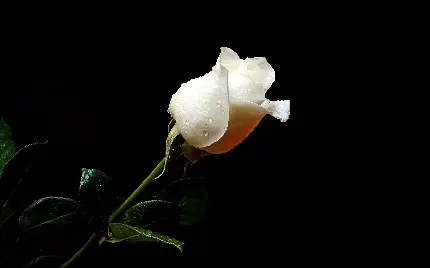 دانلود عکس استوک گل رز سفید کوچک در حال خشک شدن در زمینە مشکی