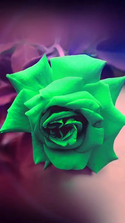 دانلود عکس استوک درجه یک از گل رز سبز رنگ با زمینه نامعلوم