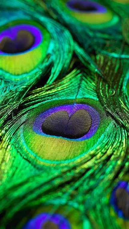 دانلود wallpaper جدید و زیبای پر طاووس برای گوشی سامسونگ 