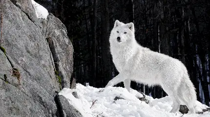 عکس پروفایل خاص گرگ سفید در حال بالا رفتن از کوه